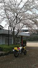 GK71bで桜の季節の中を走った