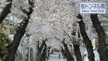 Be a passenger of bus！　🚌　 Enjoy cherry blossoms 🌸　🚌　神戸市バス18系統　JR六甲道駅　⇒　摩耶ケーブル下駅バス停の桜トンネル経由　⇒　三宮駅　