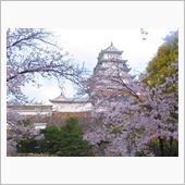 おまめさんとお散歩（桜編）