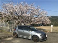 近所の公園の桜も満開かな