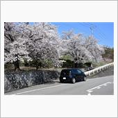 桜とマイカー