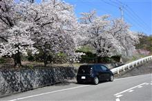 桜とマイカー