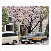 桜、意外ともってる！