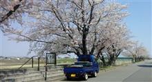 桜　撮り直し