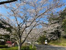 エイプと桜