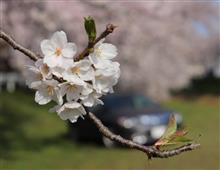 カムリ君 と 桜　(音羽川) 