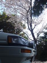 花見