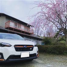 お花見🌸