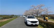 Be a KF driver！ Enjoy cherry blossoms  ＠ 加古川河川沿い堤防 🌸 🌸 満開の「おの桜づつみ回廊 」 走り抜け記