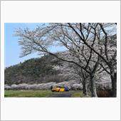 もしかしたら今年最後の桜ドラ ...