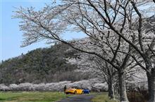 もしかしたら今年最後の桜ドライブ