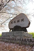 いつもと違う熊谷桜堤