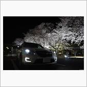 CO7と桜 2020（夜桜＆ ...