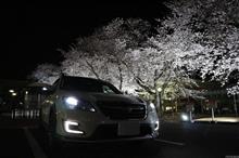 CO7と桜 2020（夜桜＆昼桜）