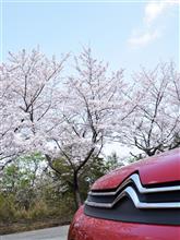 C3でお花見ドライブ C3でお花見ドライブ