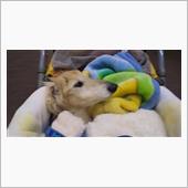 愛犬びーさんの診察記録