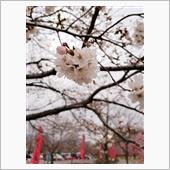 桜～🌸