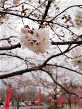桜～🌸