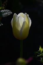 本日も強風　ナリ…　🌷　