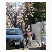 富岡町夜ノ森の桜