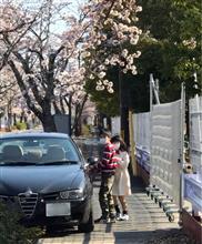 富岡町夜ノ森の桜