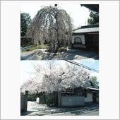 京都の桜を見に行く