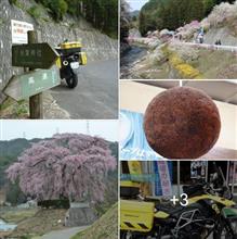 観に行きたかったなぁ・けど入場禁止 天下第一の桜『高遠城址』と ご近所　花見所　🌸
