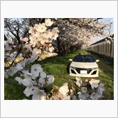 せっかくなので早朝から桜