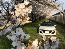 せっかくなので早朝から桜