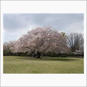 神奈川の桜（お花見散歩）