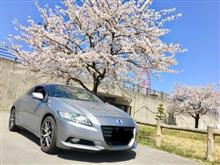 桜と胡蝶