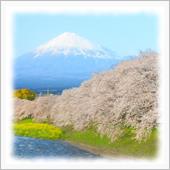 龍巌淵の桜と富士山