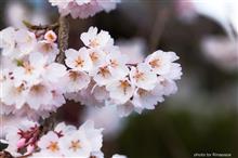 勝泉寺のしだれ桜