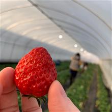 【ぶらり食べ走り】ハスラーで絶めしとイチゴ狩り！