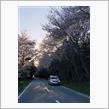 うちの桜も満開ですね(^^)/