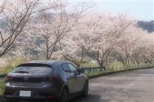 🌸常磐道百景 桜巡りNo.5「山桜編 その一』🌸 🌸常磐道百景 桜巡りNo.5「山桜編 その一』🌸