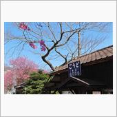 2020/4/4 花桃