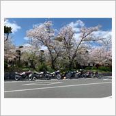 花見ツーリング🌸