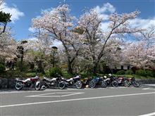 花見ツーリング🌸 花見ツーリング🌸