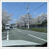 お花見ドライブ