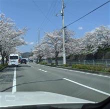 お花見ドライブ