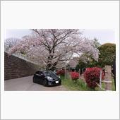 今年の桜は