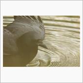 カラスの勝手でしょ？