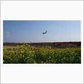菜の花とDHC8-Q400