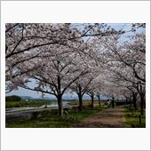 おの桜づつみ回廊