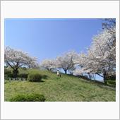 まだ残っている桜