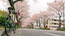 こんなに春らしいのに