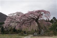 桜吹雪