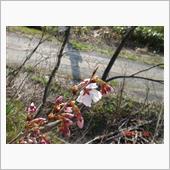 🌸　３月２６日撮影