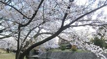 Be drinking-walkers！　Enjoy cherry blossoms 🌸　🚃🚃🚃　沿線　ドリンキング🍻　＆ウォーキング🏃 🏃　＠　JR西日本神戸線　さくら夙川駅！